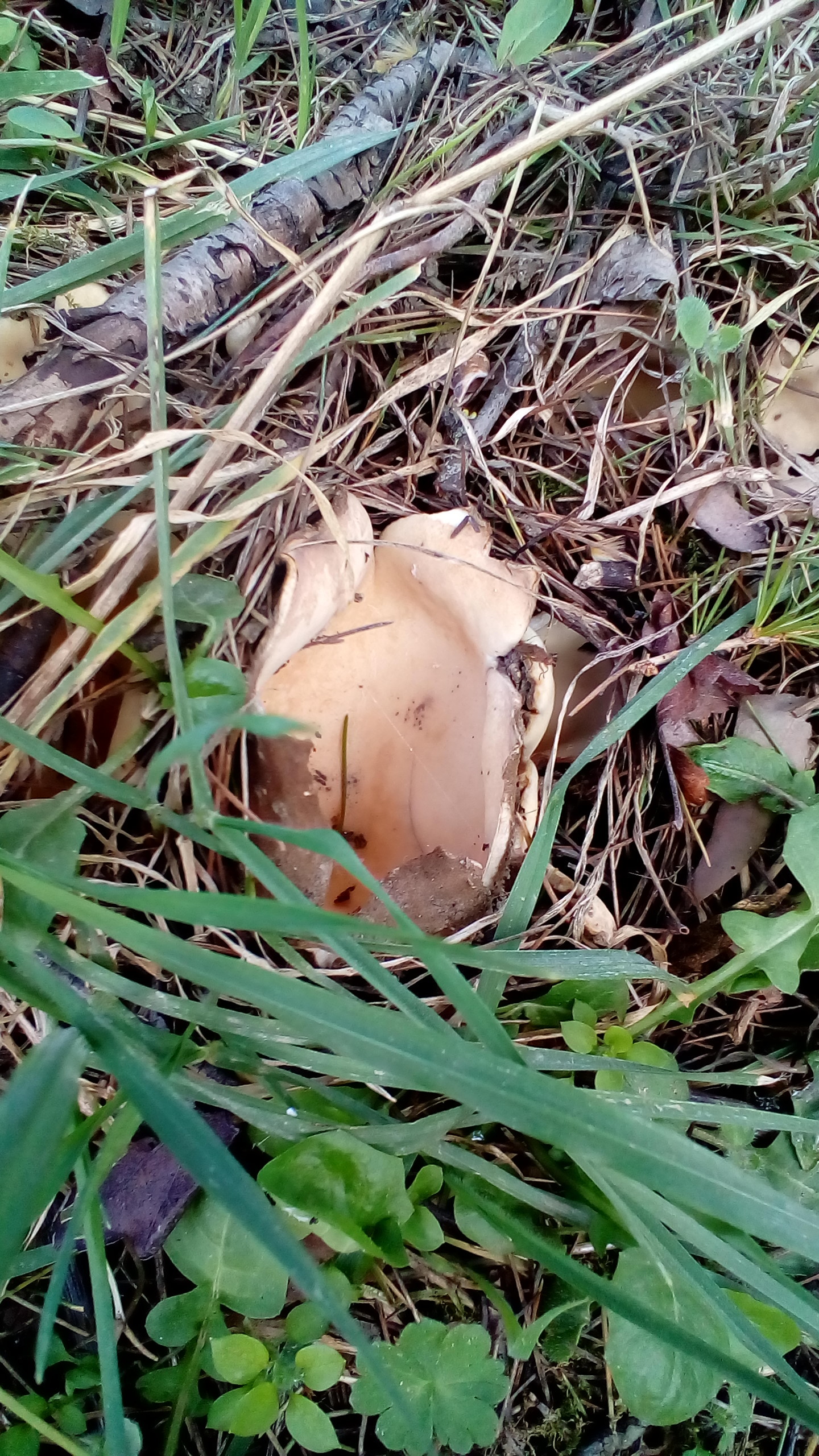 Hole mushrooms have grown in the garden. Or maybe it's the aliens hatched? - My, Mushrooms, Spring, Longpost