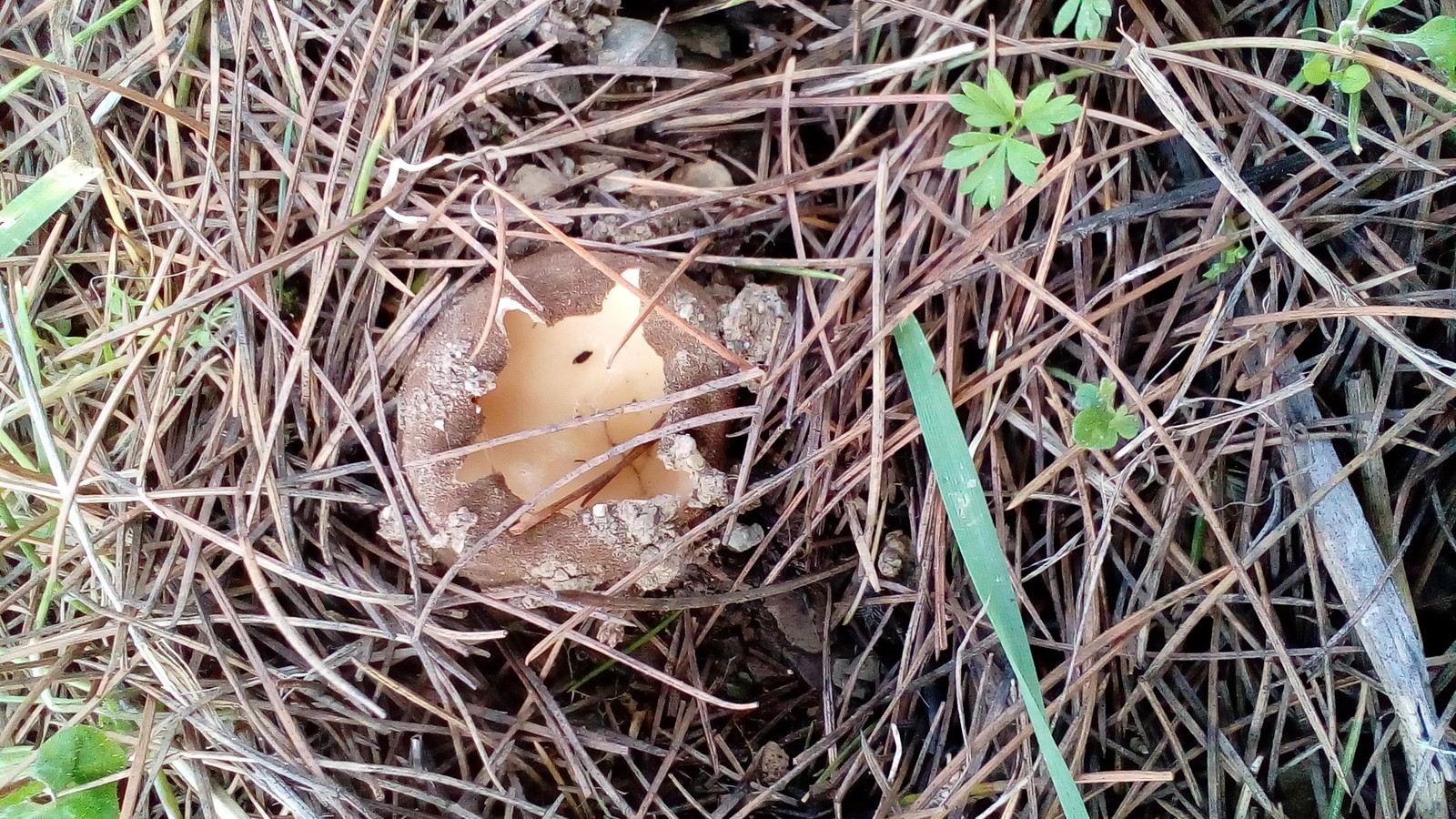 Hole mushrooms have grown in the garden. Or maybe it's the aliens hatched? - My, Mushrooms, Spring, Longpost