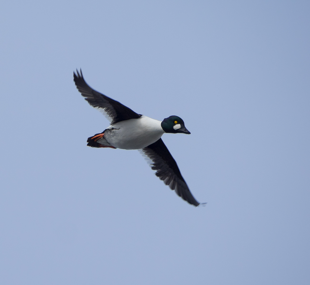 flying birds - My, Birds, Photo hunting, , Longpost, The photo