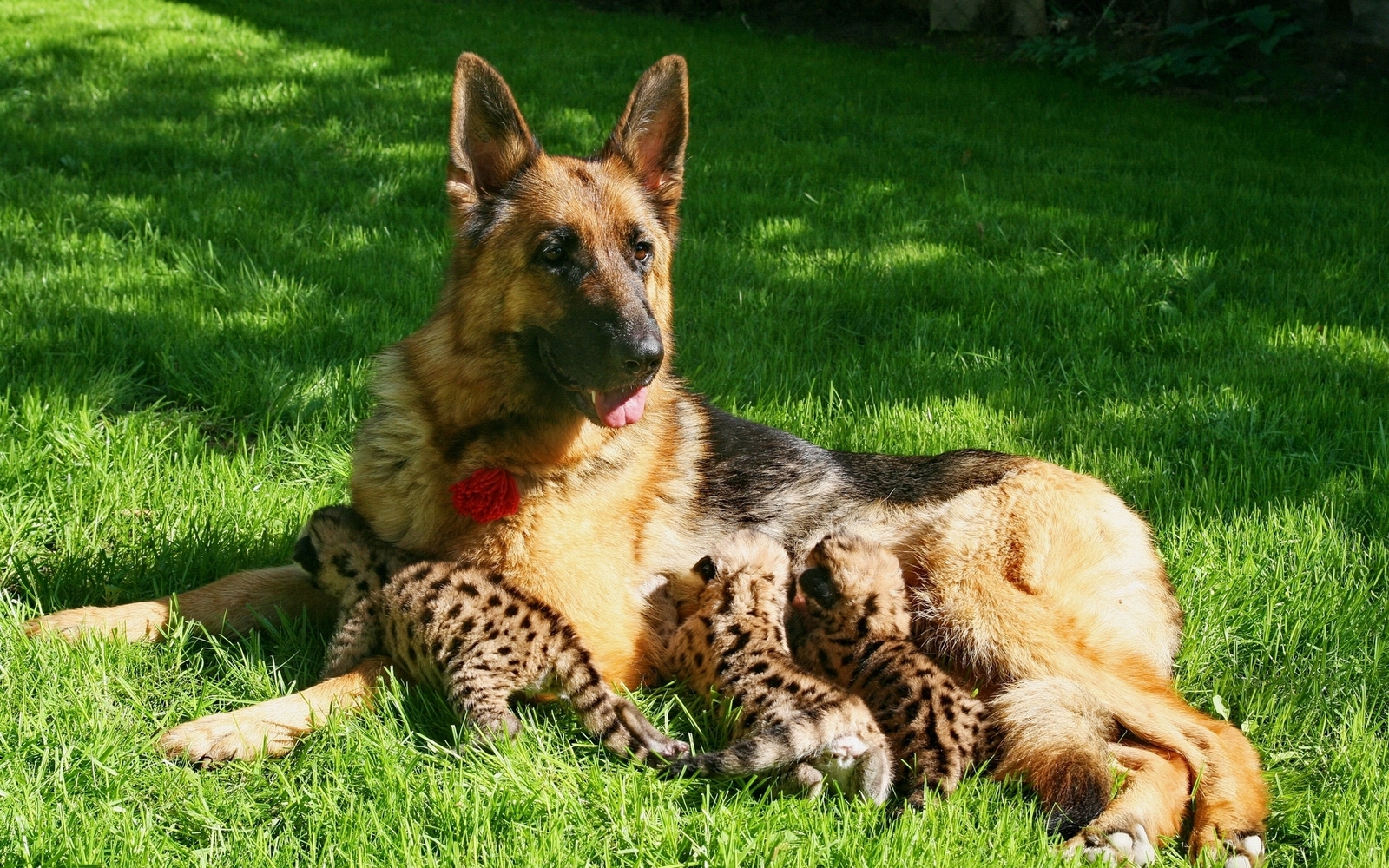 Moms are different. - Dog, Nature, Young, Animals, Mum, The photo