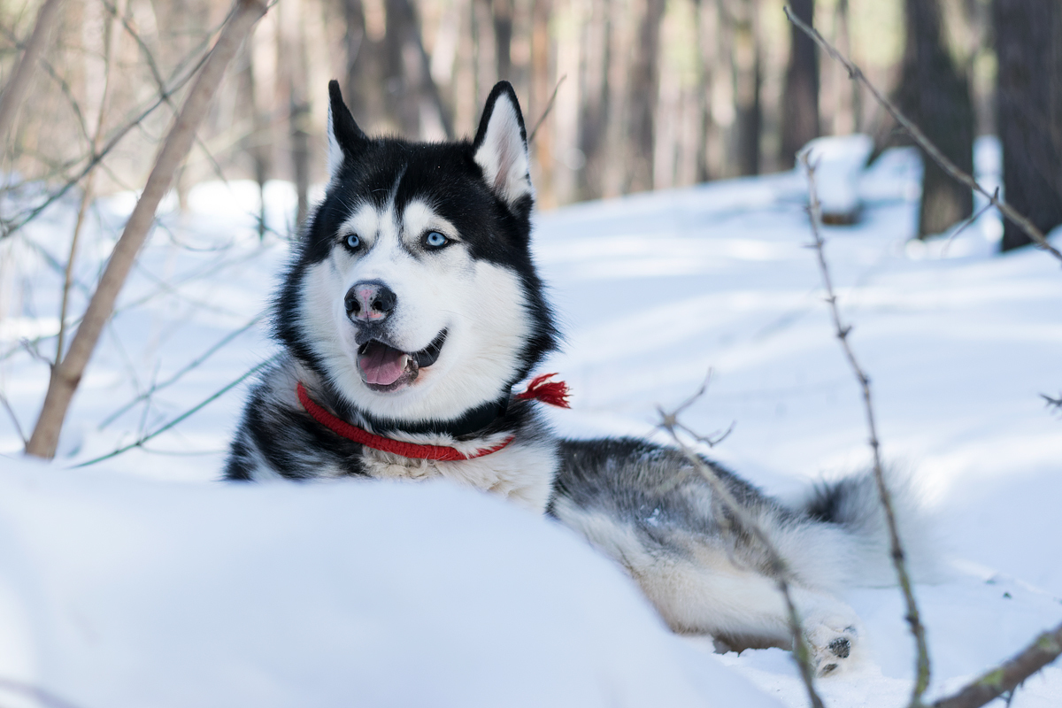 Alaskan Malamute named Hunter. - My, Dog, Alaskan Malamute, Animalistics, Longpost