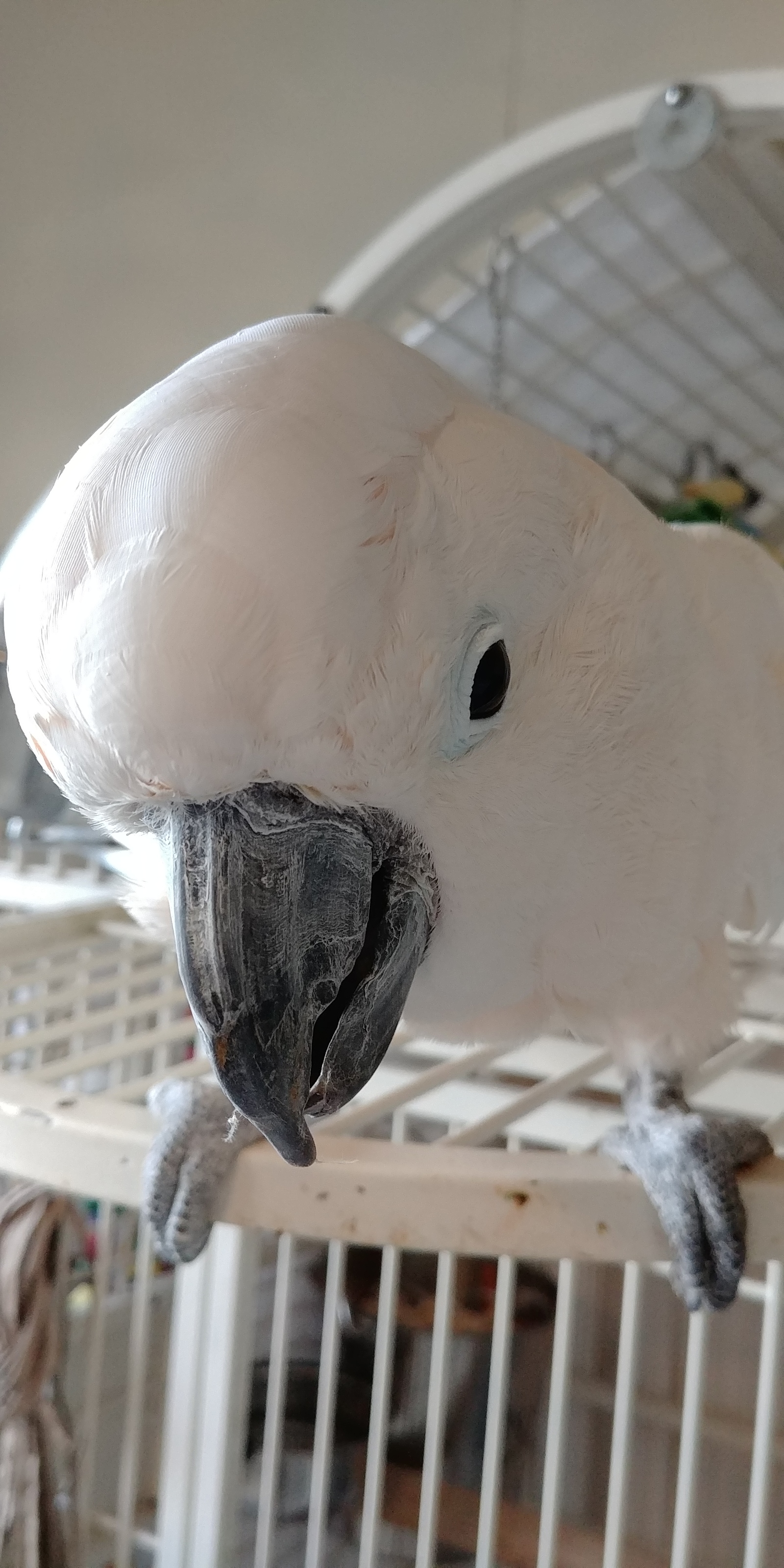 A pair of parrots from this week's volunteering - My, A parrot, Macaw parrots, Cockatoo, Longpost