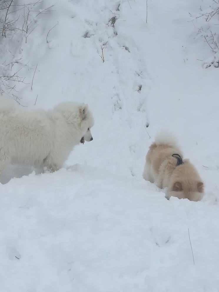 Dog friendship, walk in the forest) - My, Milota, Dog, Dog days, Games, Chow Chow, Longpost