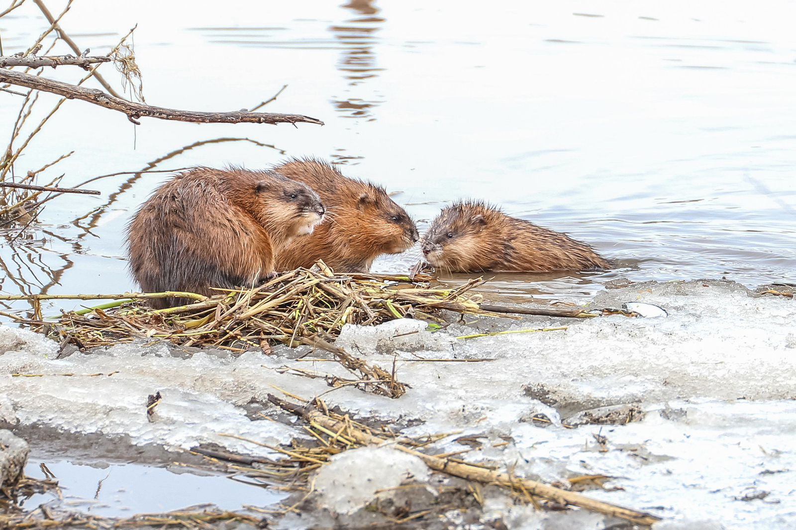 G. Yelets, muskrats - Muskrat, Dace, Longpost, The photo, Animals