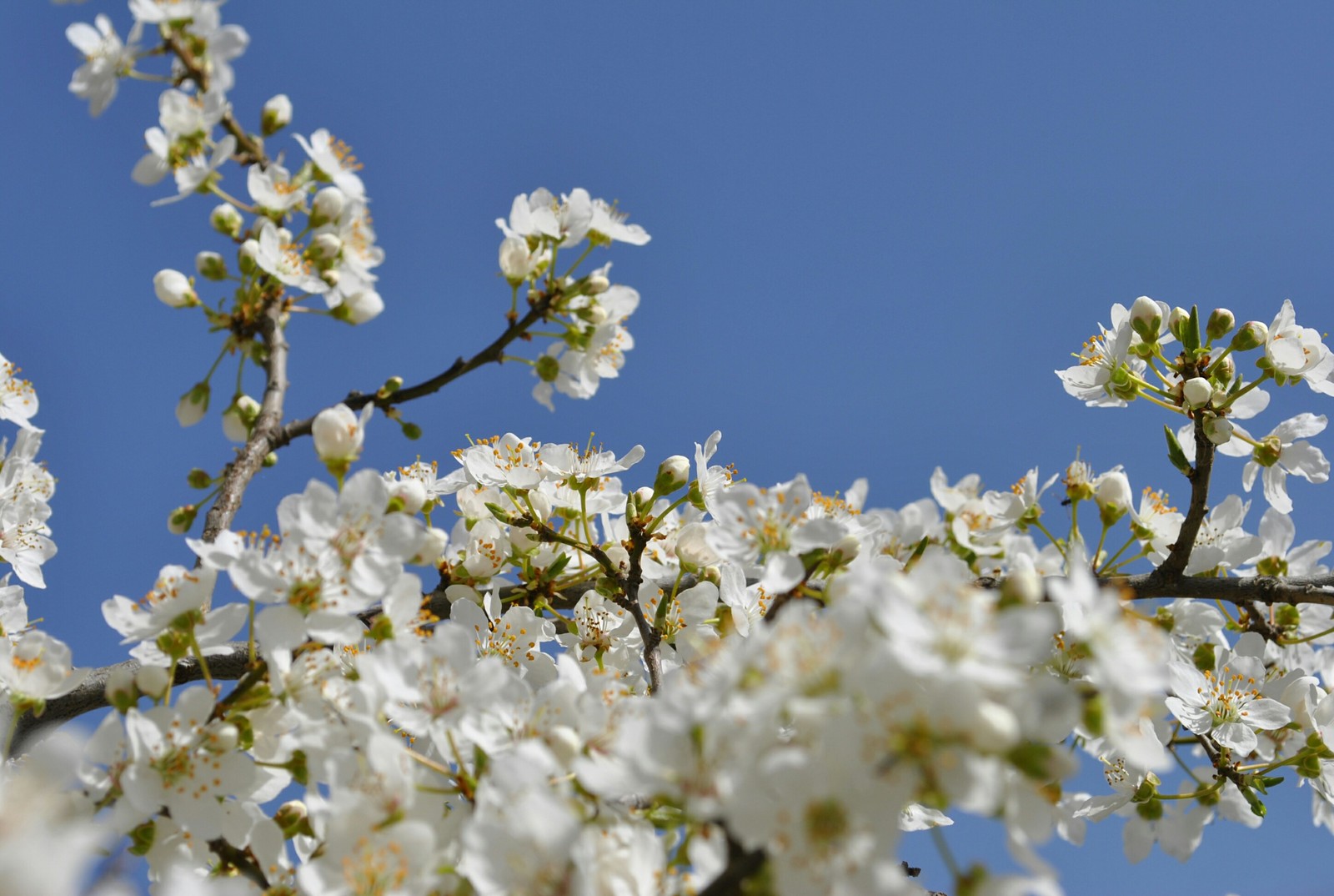 Spring mood - My, Flowers, Kid, Bees, Garden, Spring, Longpost