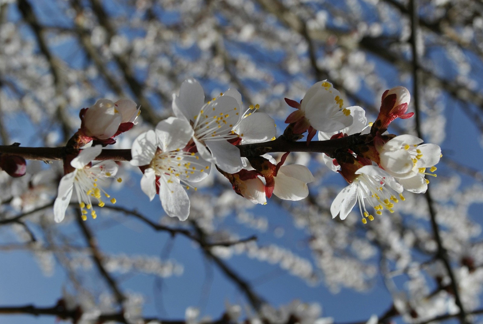 Spring mood - My, Flowers, Kid, Bees, Garden, Spring, Longpost