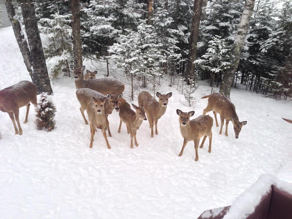 Every damn morning, these freeloaders are waiting for me to feed them breakfast. - Deer, Animals, Morning, Breakfast, Milota, The photo, Reddit, Deer