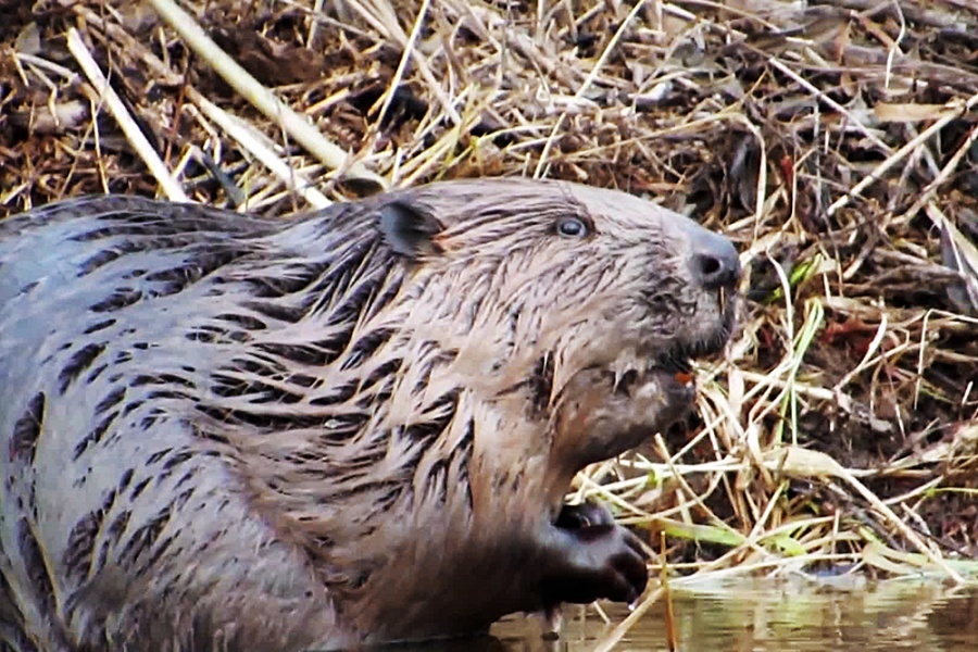 The beaver was entrusted with the improvement of the swamp in the Siberian park - Siberia, Novosibirsk, The park, Beavers, Dodik, Longpost