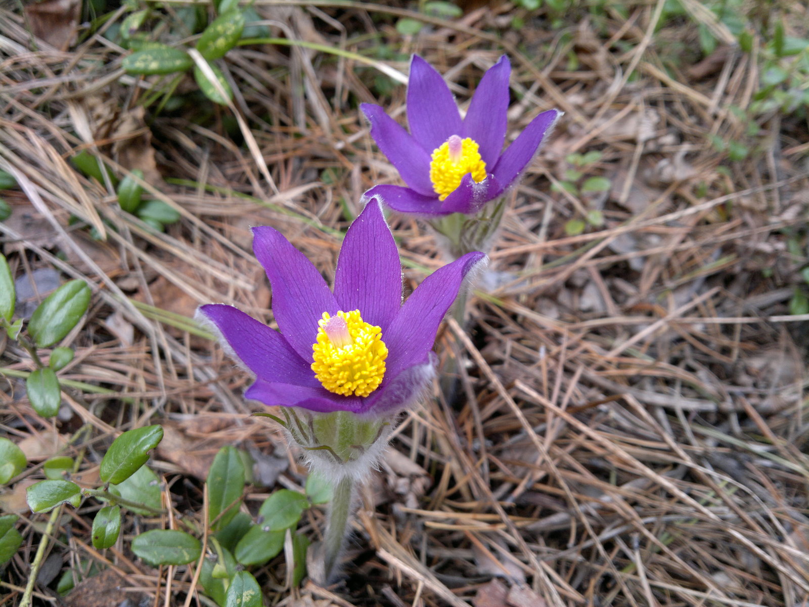 Siberia. - My, Spring, Taiga, Snowdrops, Bagulnik, Amateur photography, Longpost, Snowdrops flowers