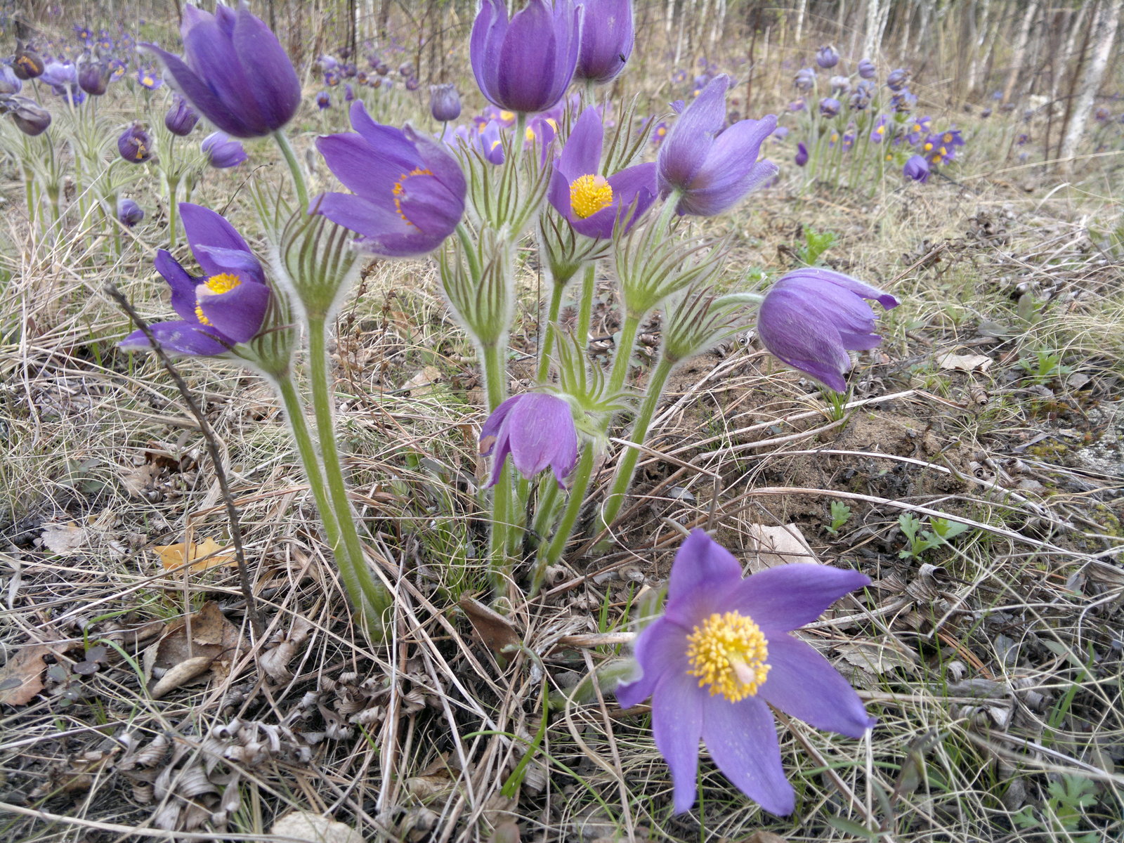 Siberia. - My, Spring, Taiga, Snowdrops, Bagulnik, Amateur photography, Longpost, Snowdrops flowers