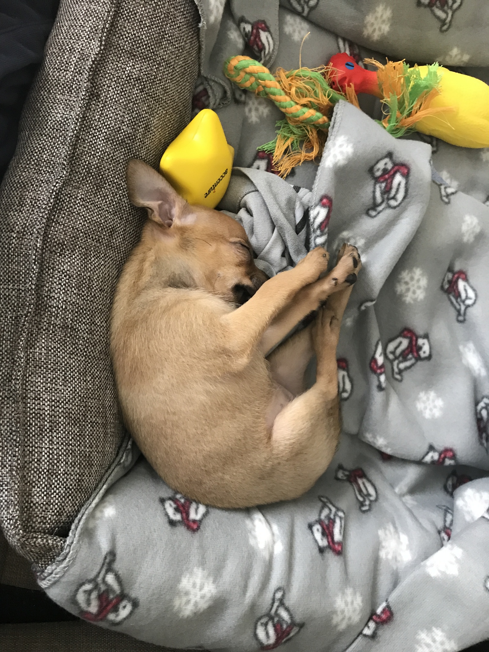 Ulyasha :) This is November 2017. Took a toy terrier puppy :) decided to share it :) now we are six months old - My, Toy Terrier, Puppies, Milota, Dog, Longpost