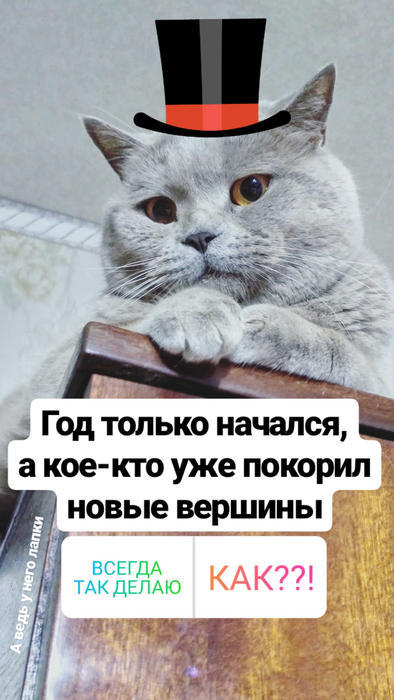 Semyon Semyonovich... - My, cat, First post, British, Papercraft, Gorkamorka, Board games, Longpost
