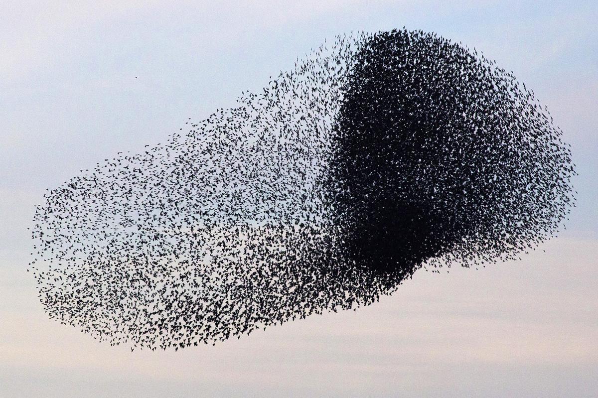 Flocks of starlings are able to make amazing figures - Animals, Birds, Starling, Shapes, A selection, The photo, Longpost, Murmuratsiya