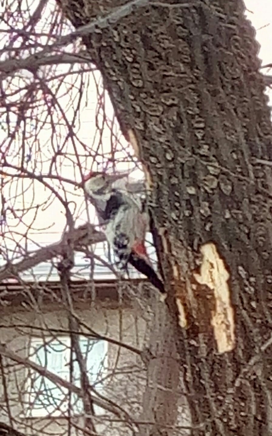 Hard worker. - My, Woodpeckers, Hollow, Cityscapes, Longpost, Street photography