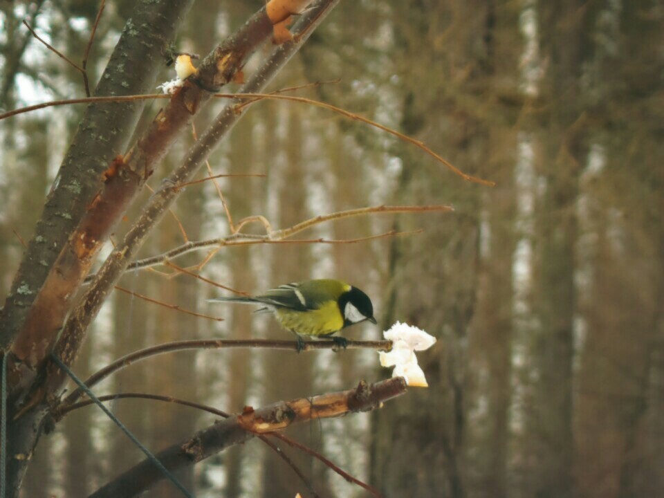 Walk in the park. Spring) - My, Beginning photographer, Nikon d3400, Macro, The park, Longpost, Macro photography