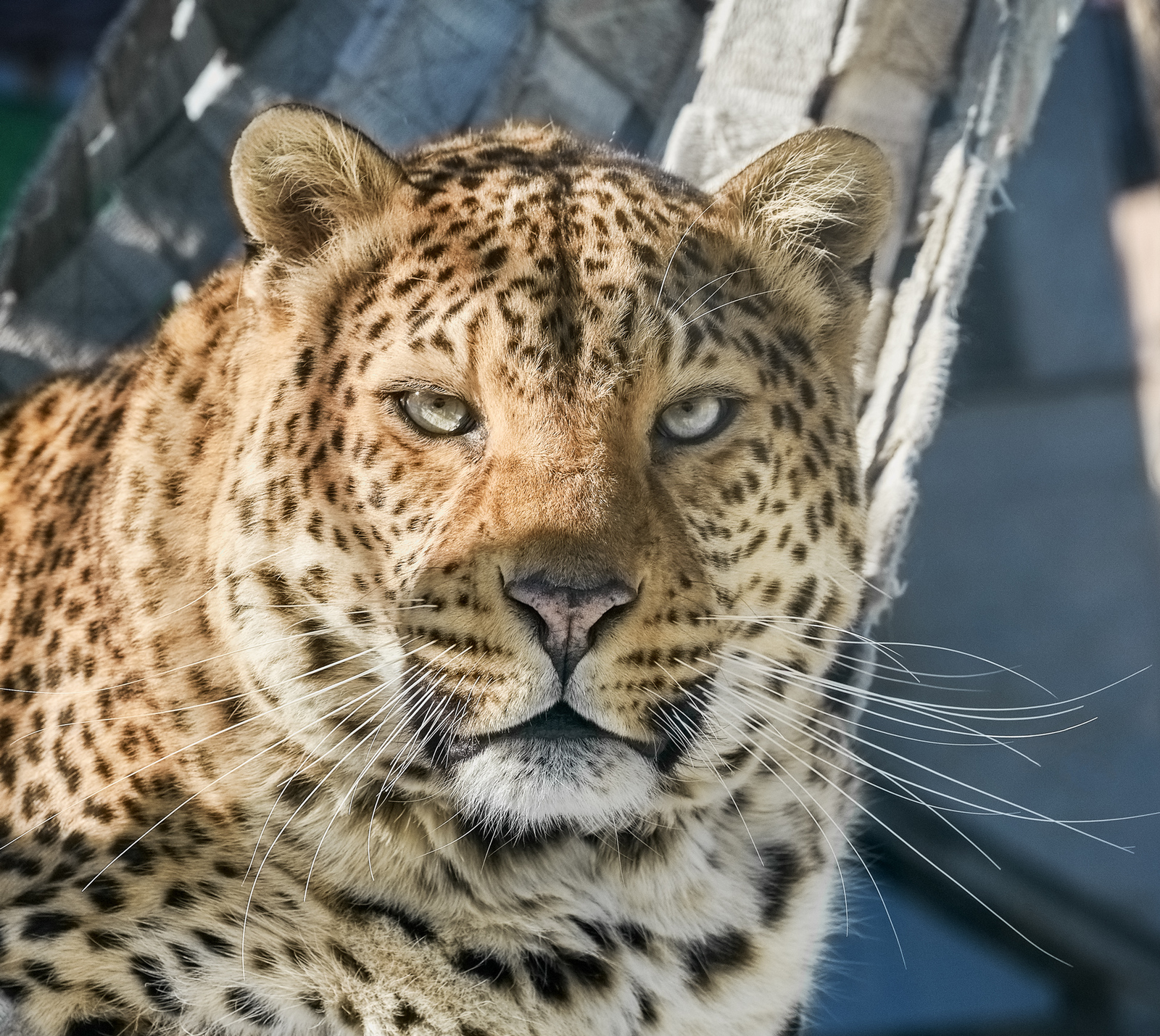 Leopard. - The national geographic, The photo, Leopard, Bogdanov Oleg, Animals