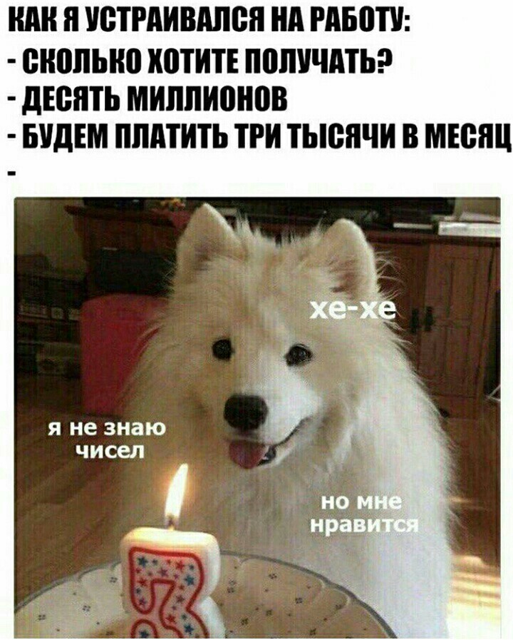 But I like - Dog, Samoyed, Salary, Numbers, Cake