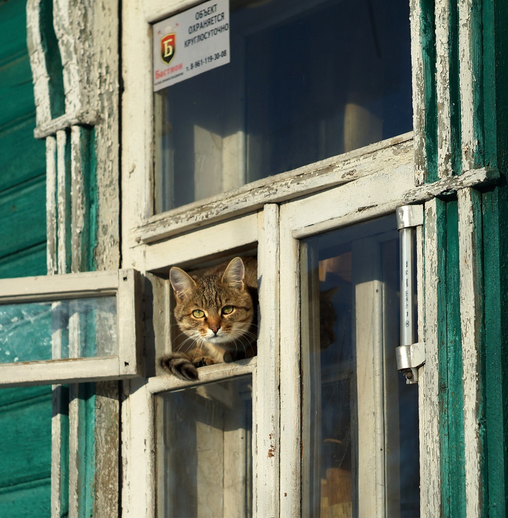 On guard - cat, Security, Observation, Window