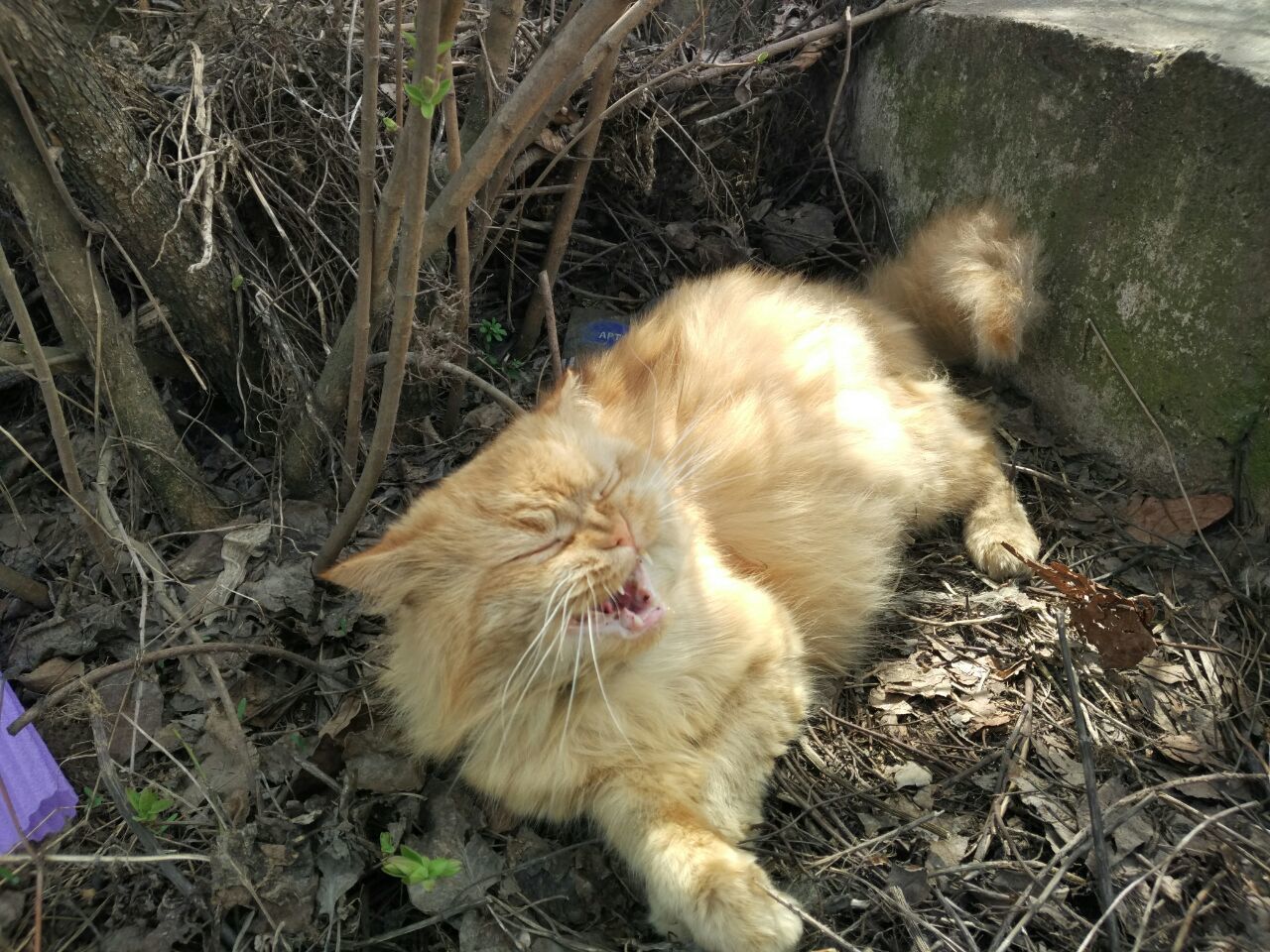 In the process of yawning - My, cat, Redheads