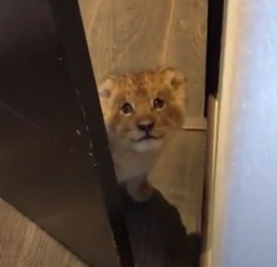 May I enter? - a lion, Animals