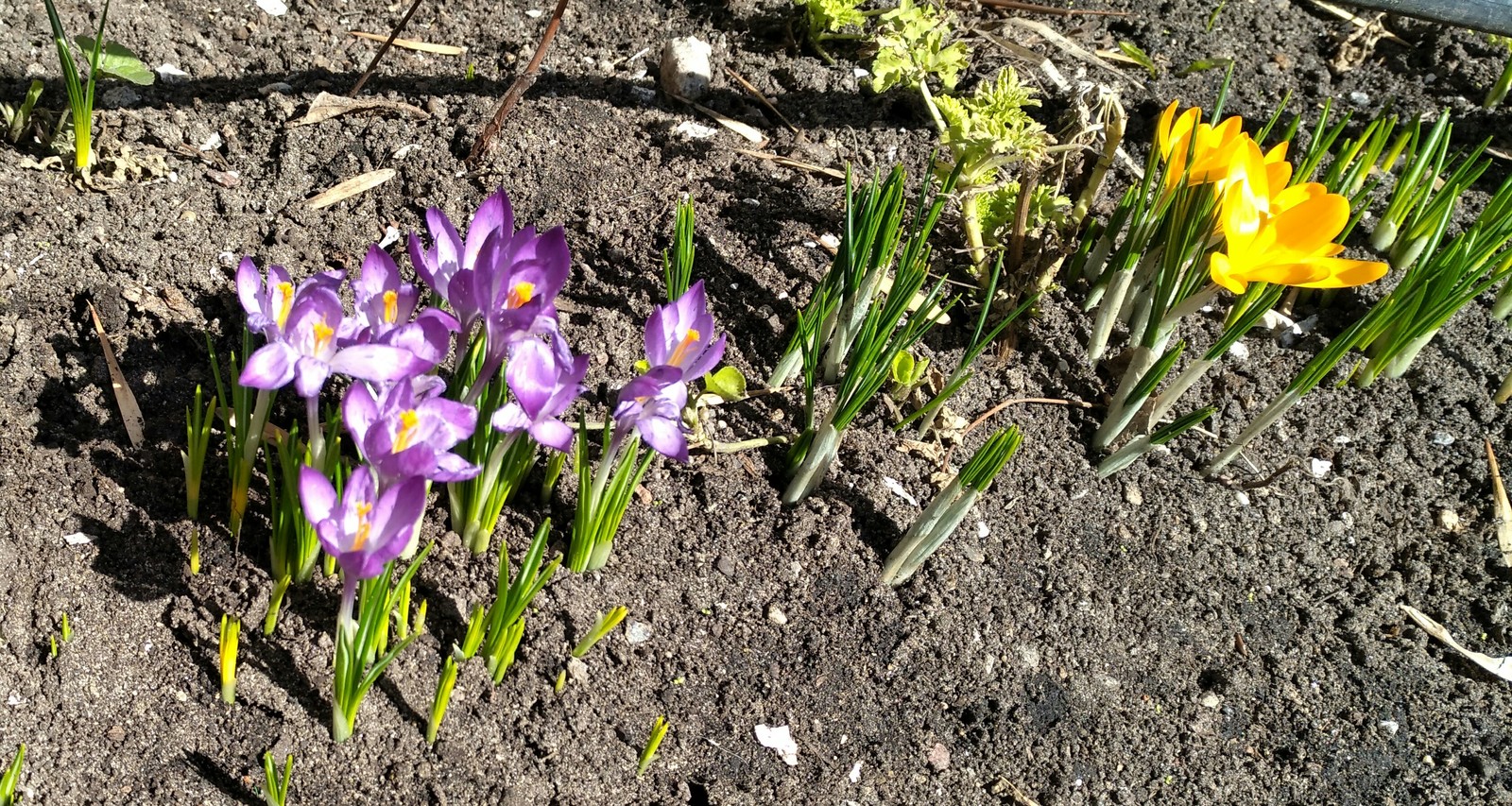 Spring in Moscow and the Krasnodar Territory - My, Spring, Flowers, Longpost