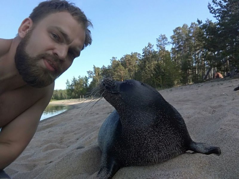 Rescued seal cub lives with people and behaves like a cat - Wild animals, Not mine, From the network, Longpost, Seal