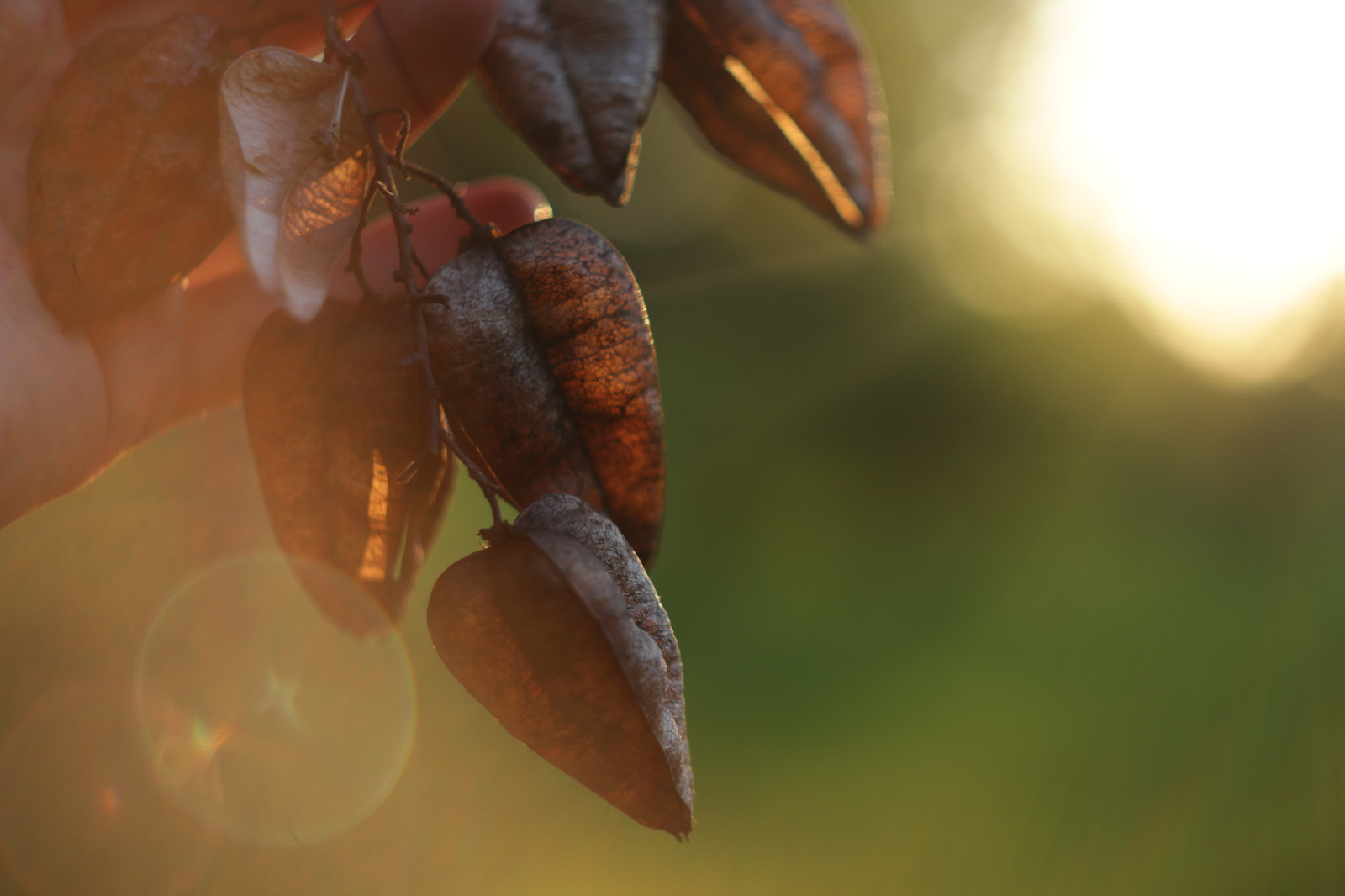 Photo on a Zenith lens attached to a canon. - My, Canon, Zenith, Lenses, Counterguard