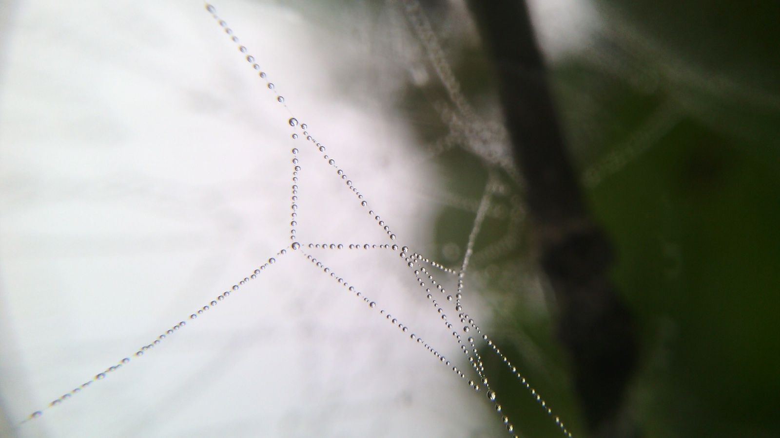 Dew... - My, Closeup, Macro photography, Dew, Web, Just