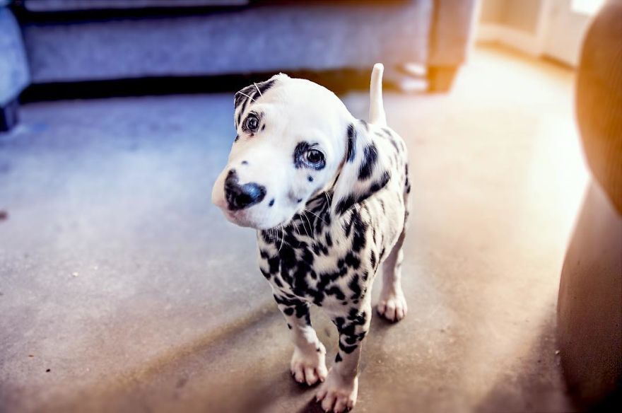 This puppy already stole your heart and now he has two of them - Milota, Puppies, Dalmatian, Heart, Dog, The photo, Longpost, , Heart