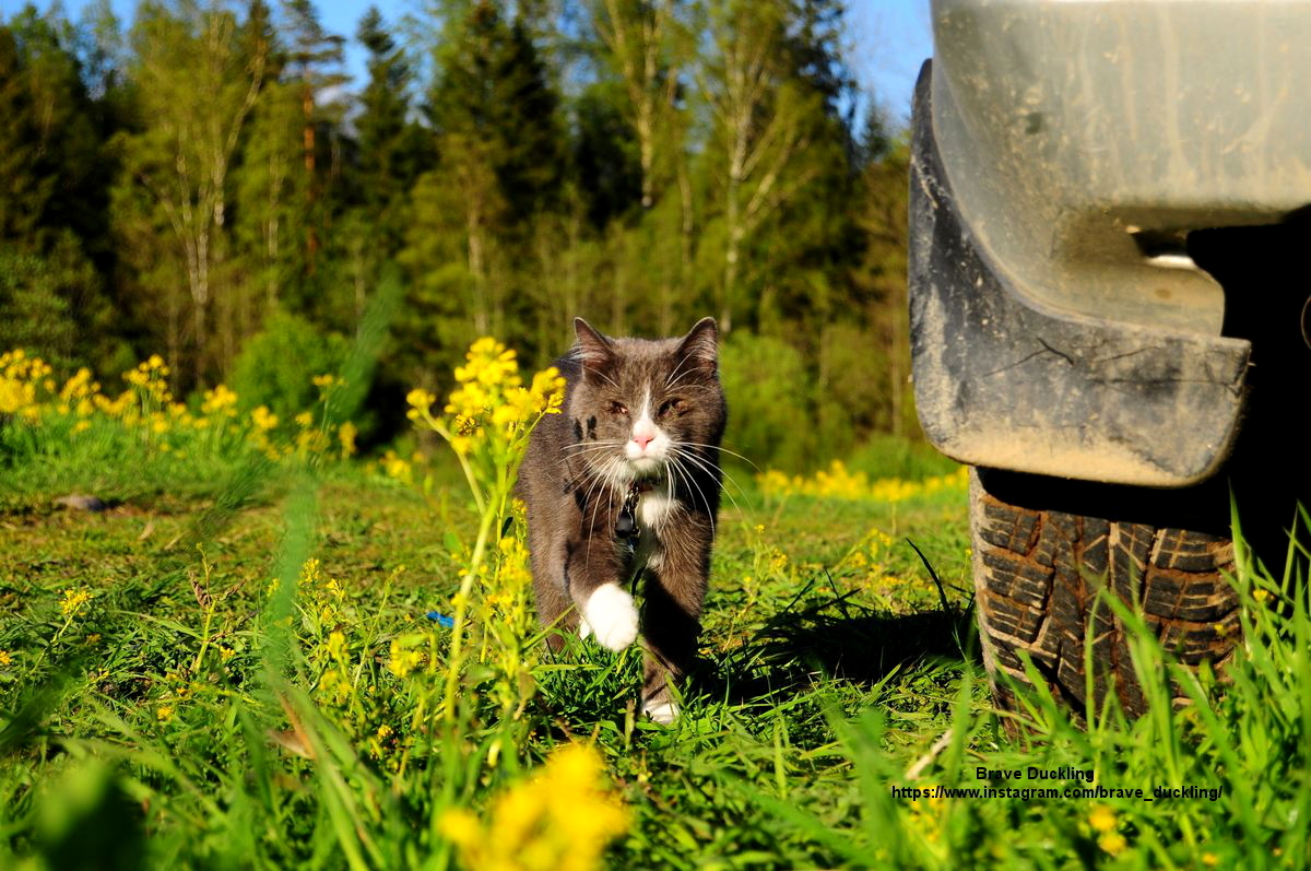 Kittens in the morning in the feed! - My, cat, The photo, Bagel cat, Friends, Longpost