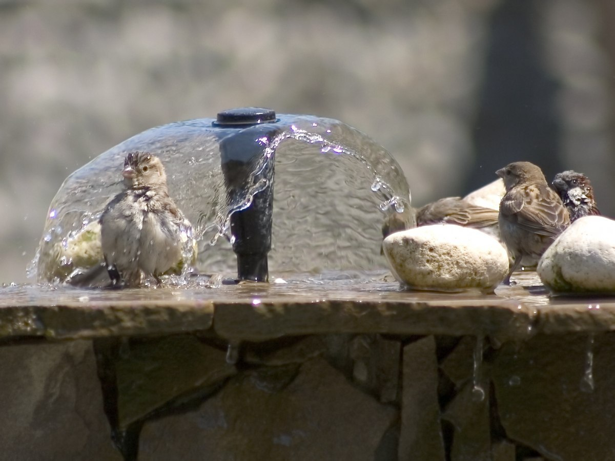 Водные процедуры - Фотография, Воробей, Декоративный фонтанчик, Птицы, Вода