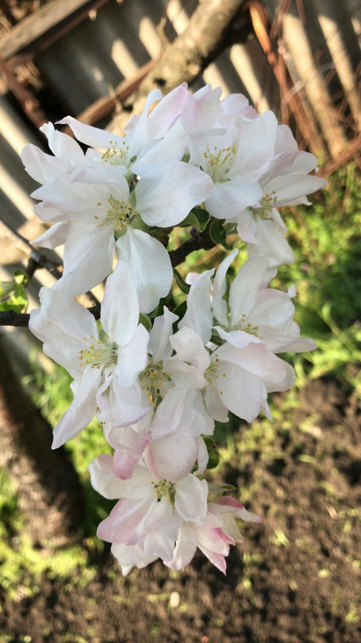 Spring. - My, Spring, Apple tree