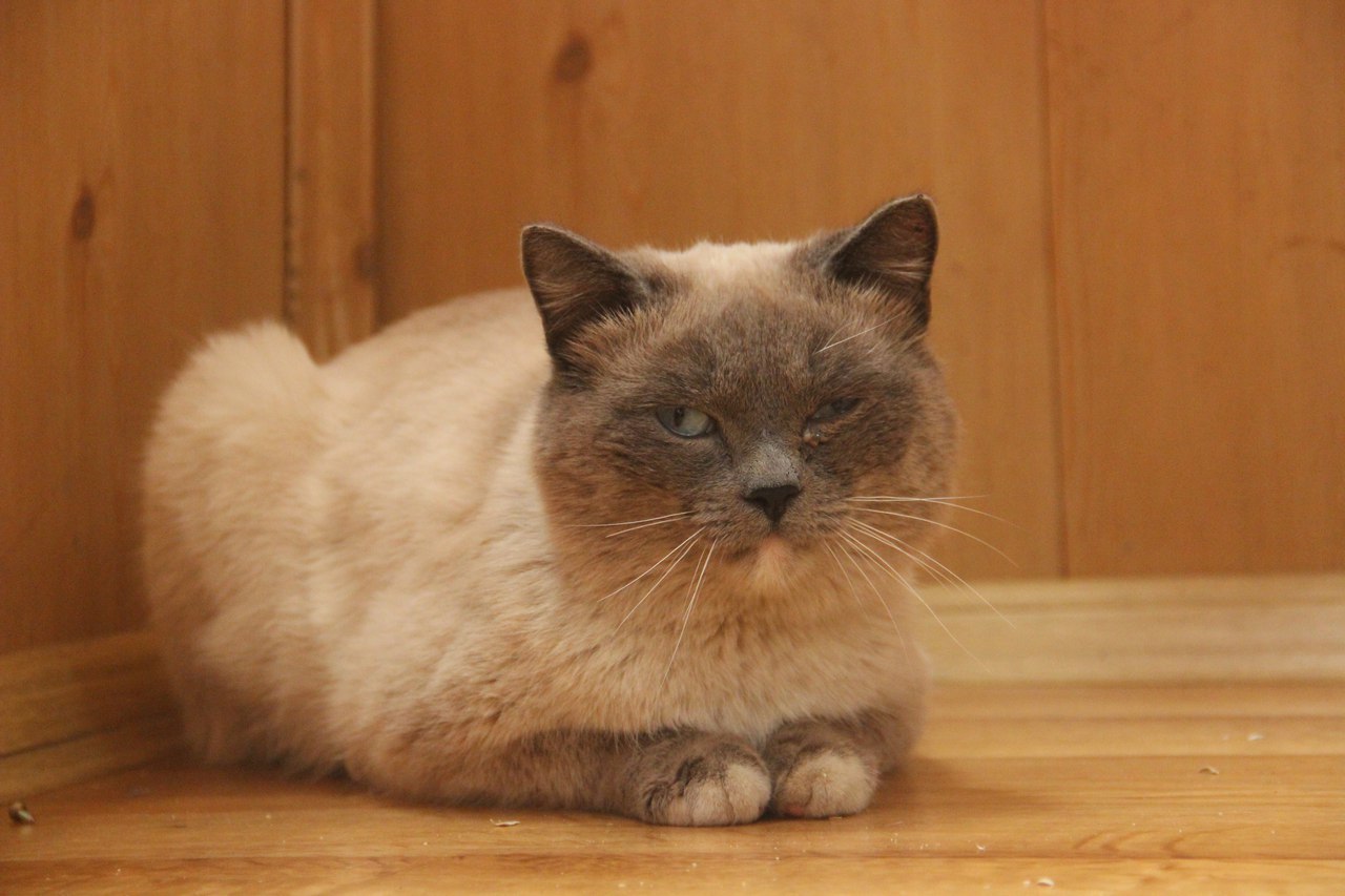 Кошки омск. Комекота. Найденные коты в Омске. Каталог найденных котов в Омске.