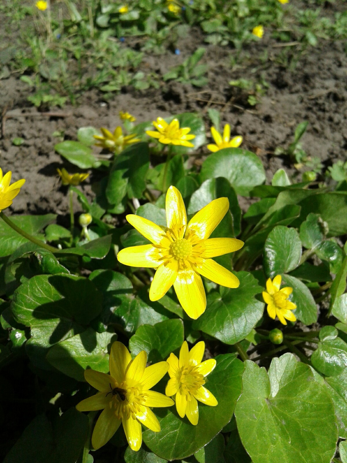 Just flowers and sunshine. - My, Spring, Flowers, Longpost, Photo on sneaker, The sun, Butterfly, Joy