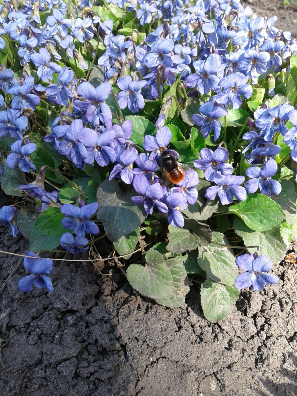 Just flowers and sunshine. - My, Spring, Flowers, Longpost, Photo on sneaker, The sun, Butterfly, Joy