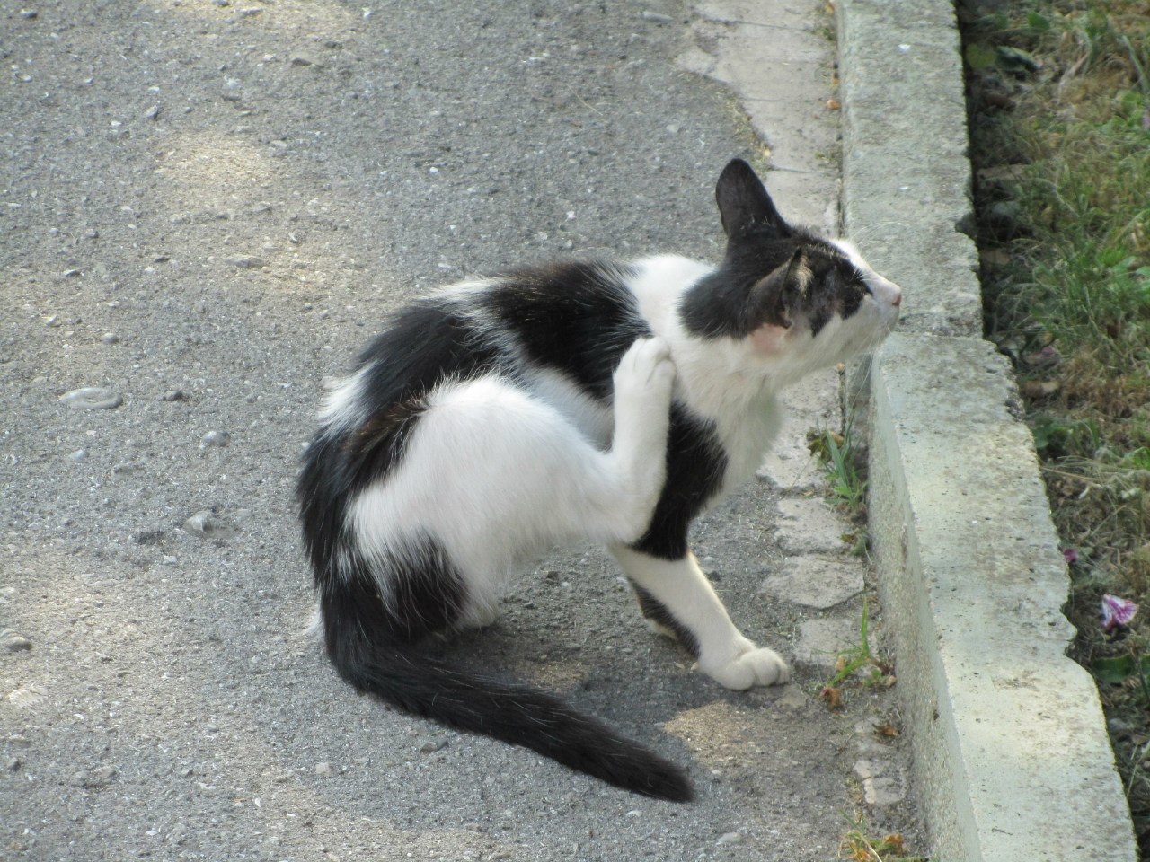 Yalta cats. - My, Yalta, cat, The photo, Longpost