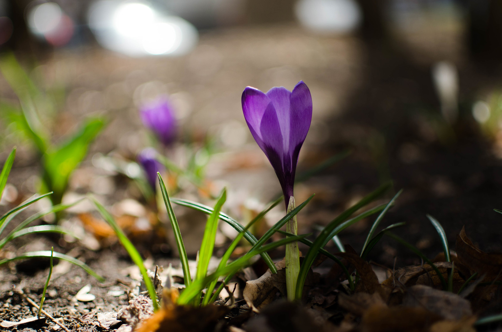 Fresh primroses to you! - My, Beginning photographer, Primroses, Spring, Longpost