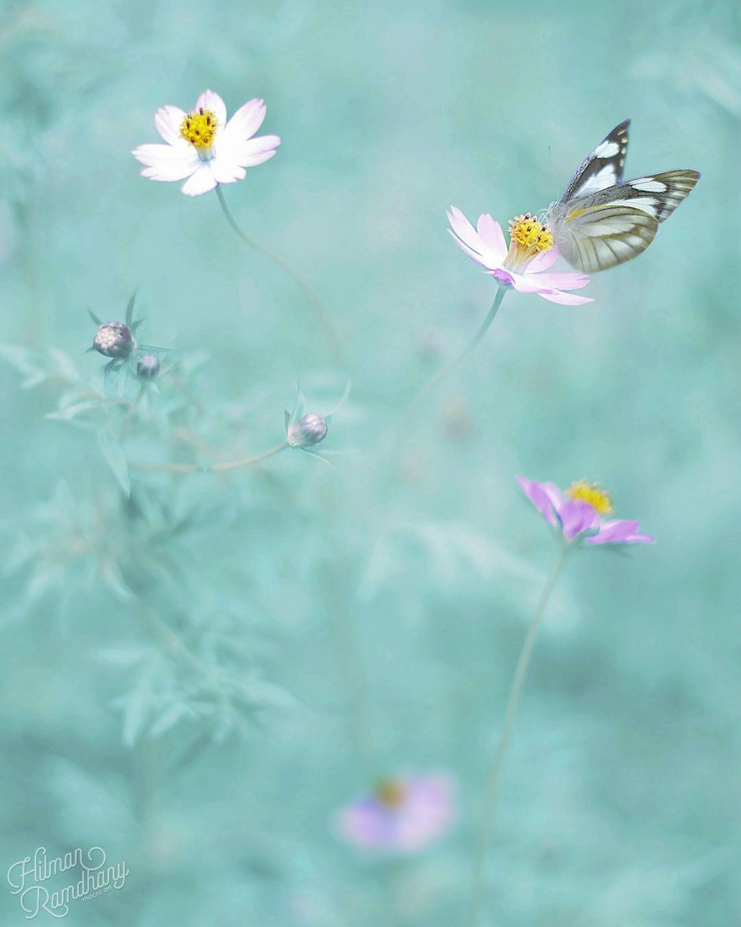 Macro photography of insects by Hilman Ramdhany - The photo, Macro photography, Longpost