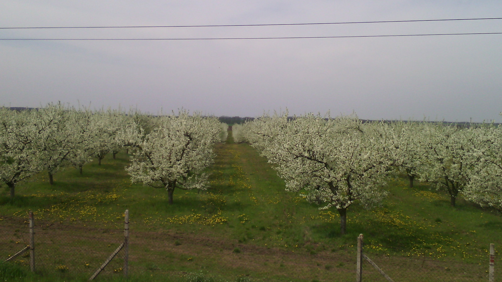 Black plum blossoms. - My, Spring, Flowers, Orchard