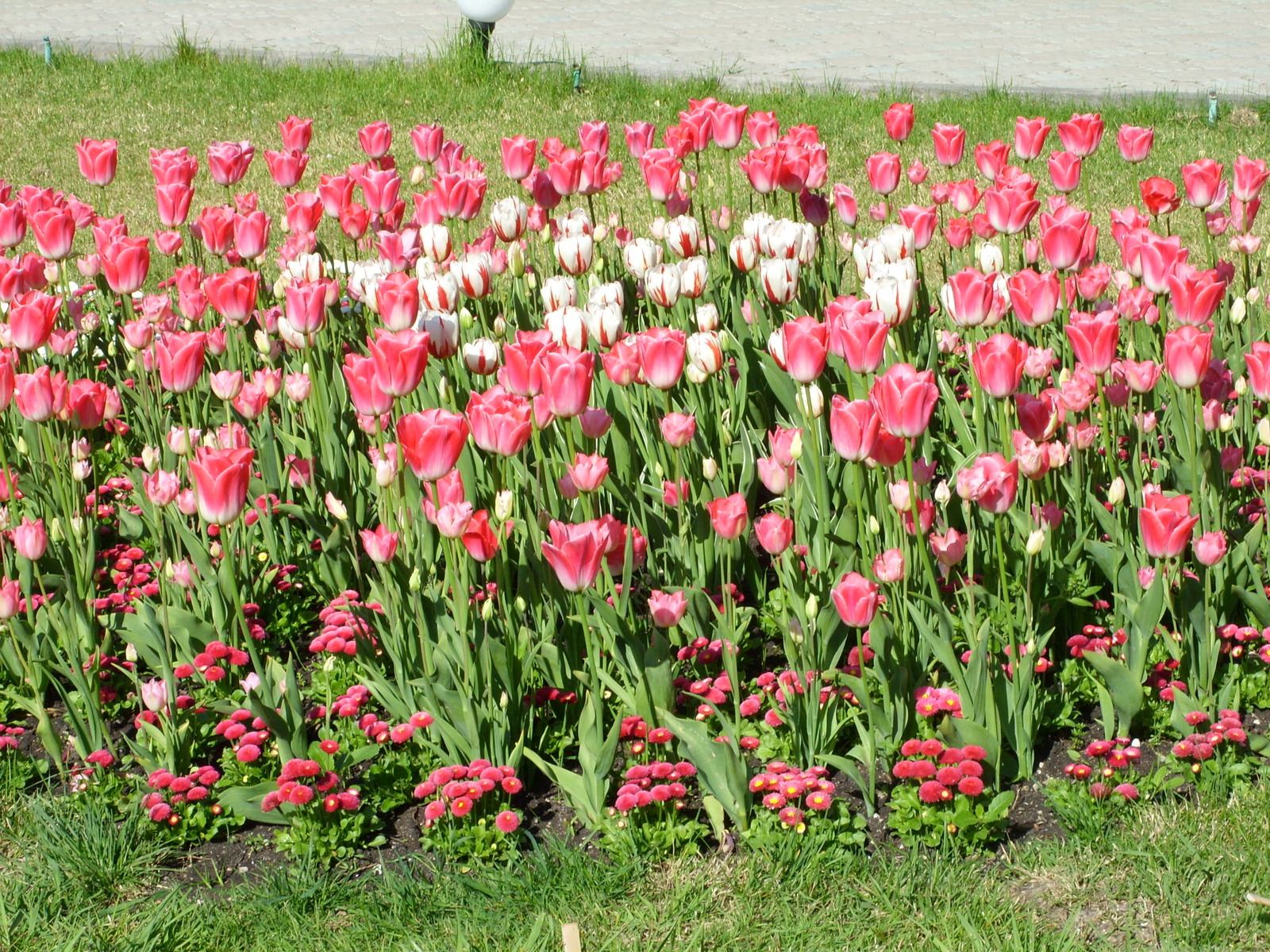 Nikitsky Botanical Garden. - My, Nikitsky Botanical Garden, Tulip Festival, Yalta, Longpost