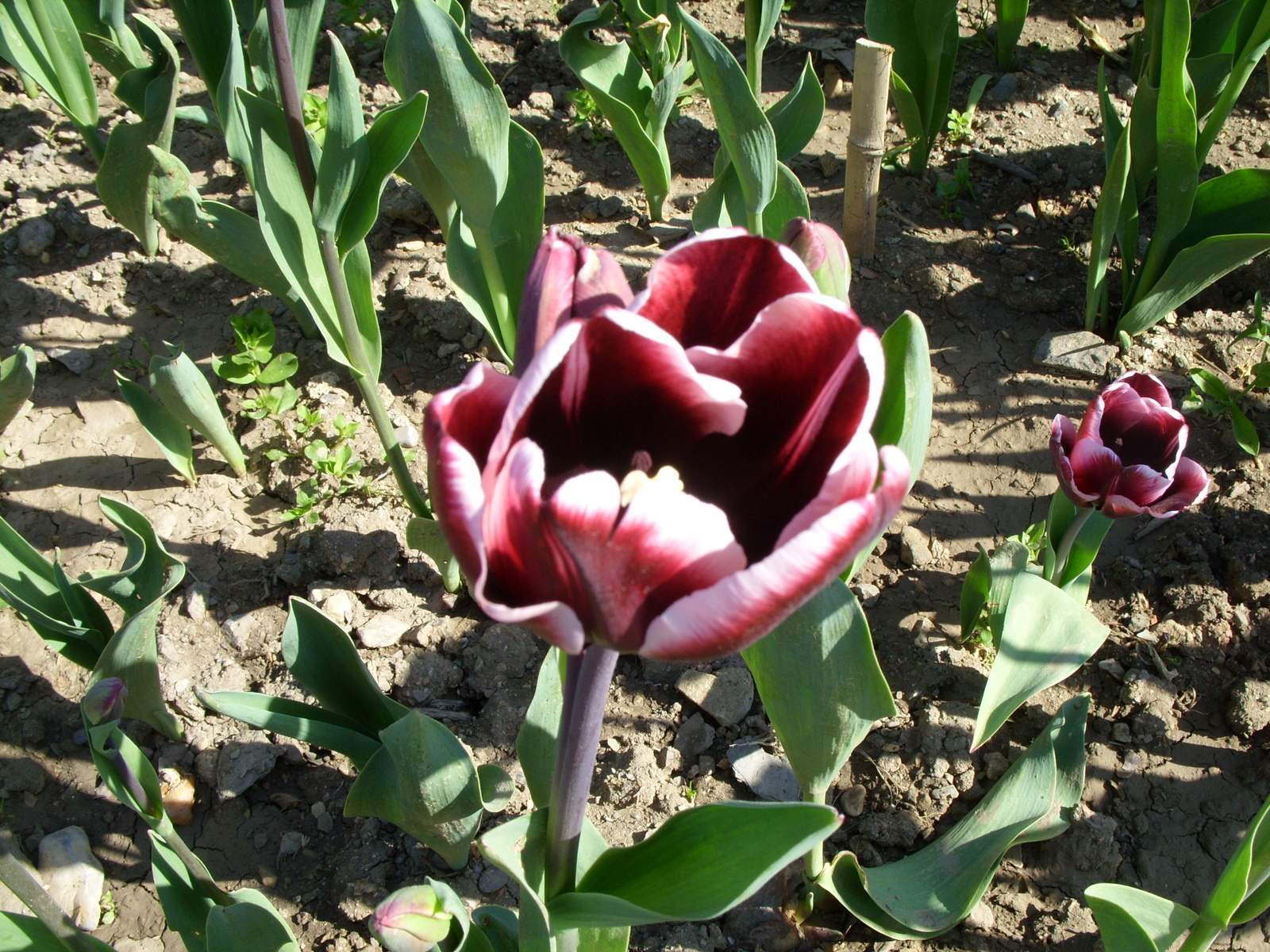 Nikitsky Botanical Garden. - My, Nikitsky Botanical Garden, Tulip Festival, Yalta, Longpost