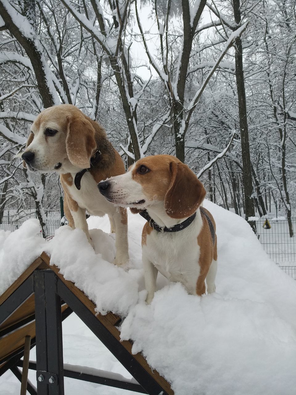 Anniversary of marriage. - My, Dog, Beagle, Anniversary, Pumpkin, Longpost