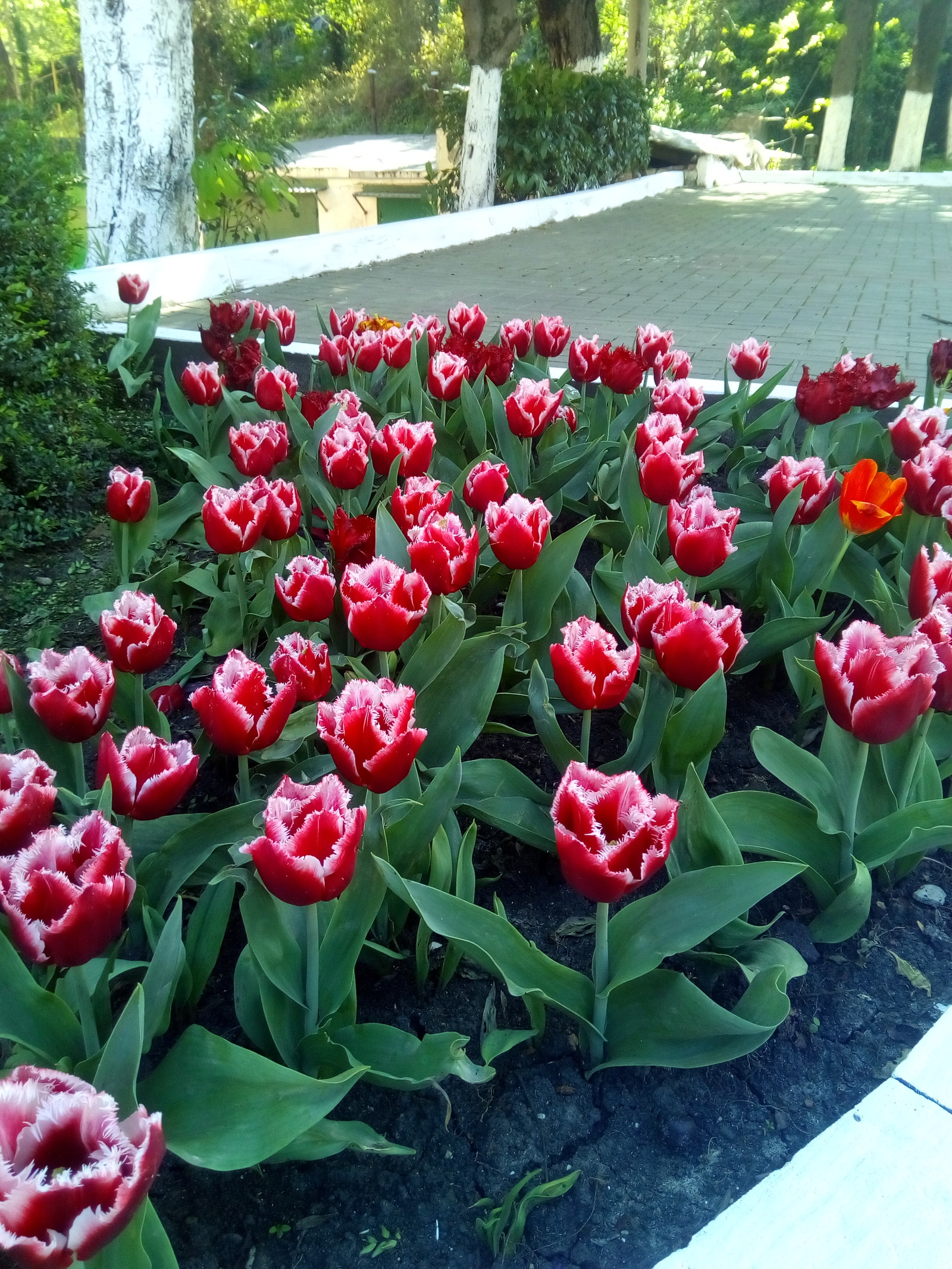 city ??tulips - My, Flowers, Tuapse, Spring, Longpost