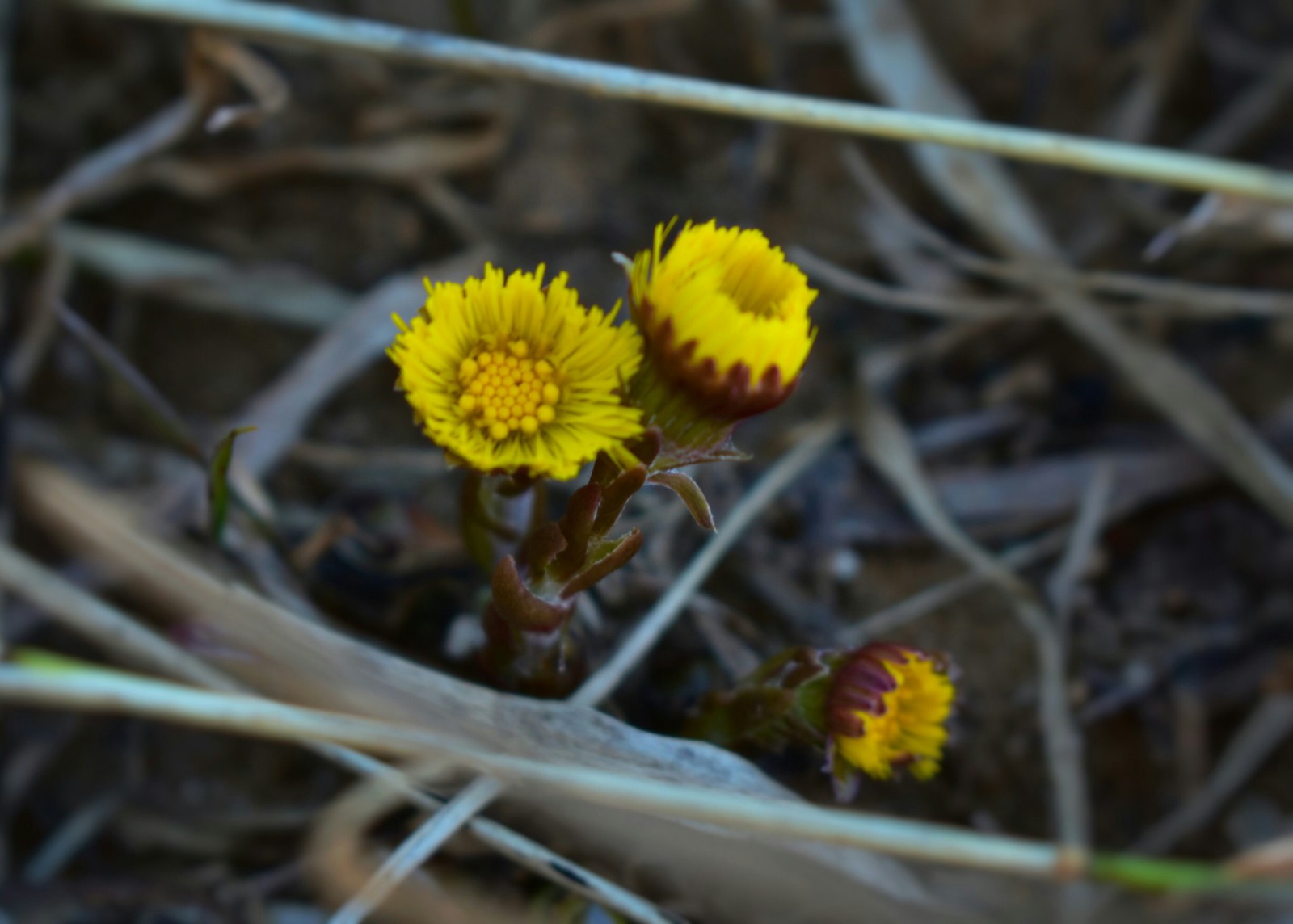 Finally waited :) The season of your favorite photo hunting for flowers and insects is open - My, Flowers, Macro, Beginning photographer, Nikon d3400, Longpost, Macro photography