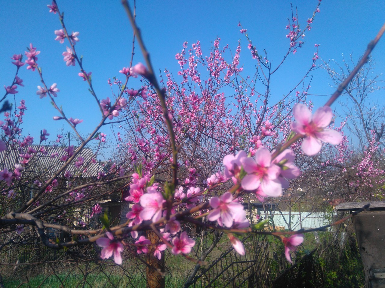 Spring in Krivoy Rog - My, Spring, Garden, beauty, , beauty of nature, Krivoy Rog, Longpost