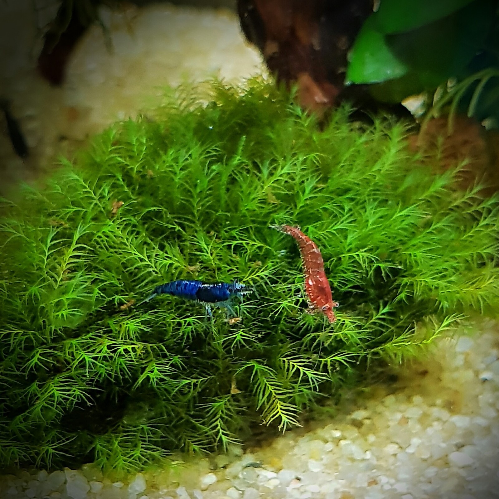 Mini aquarium and its inhabitants - My, Aquarium, , Longpost