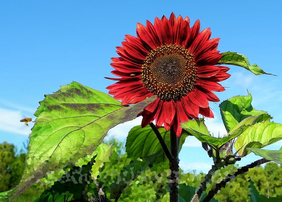 Two basic rules for using sunflowers. - Sunflower, On a note, Seeds