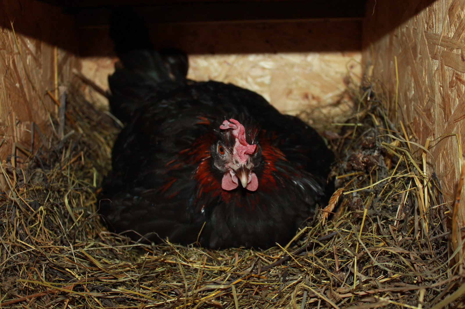 Evil mothers - My, , Hen, 