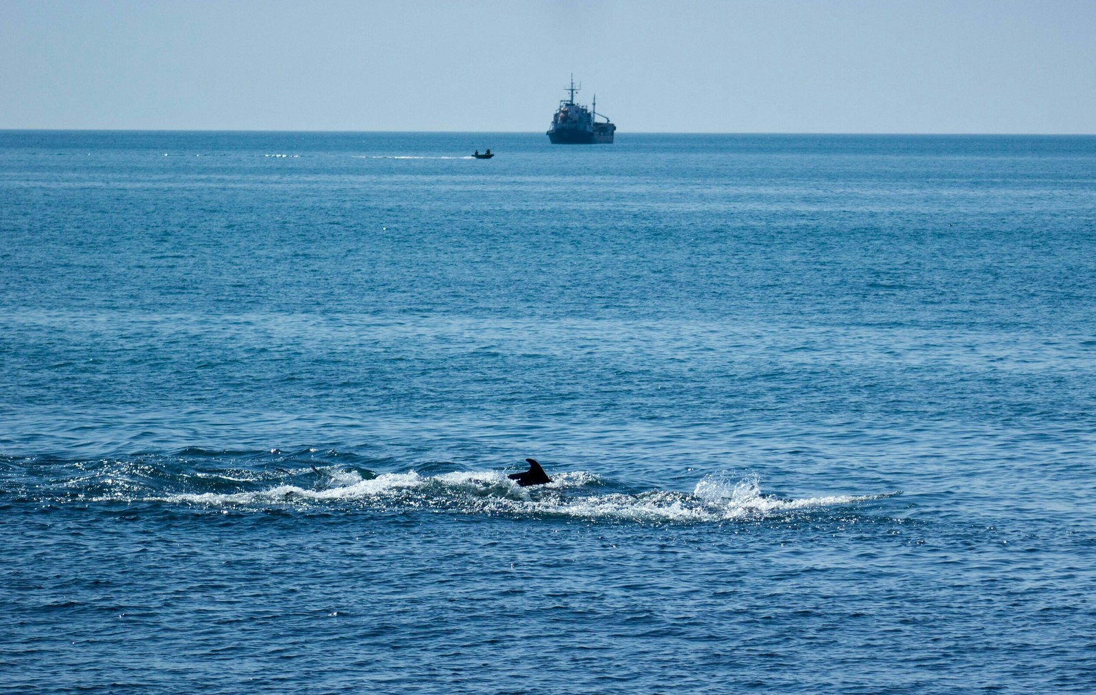 Dolphins are chasing fish - My, Dolphin, Sea, Tuapse, The photo, Longpost