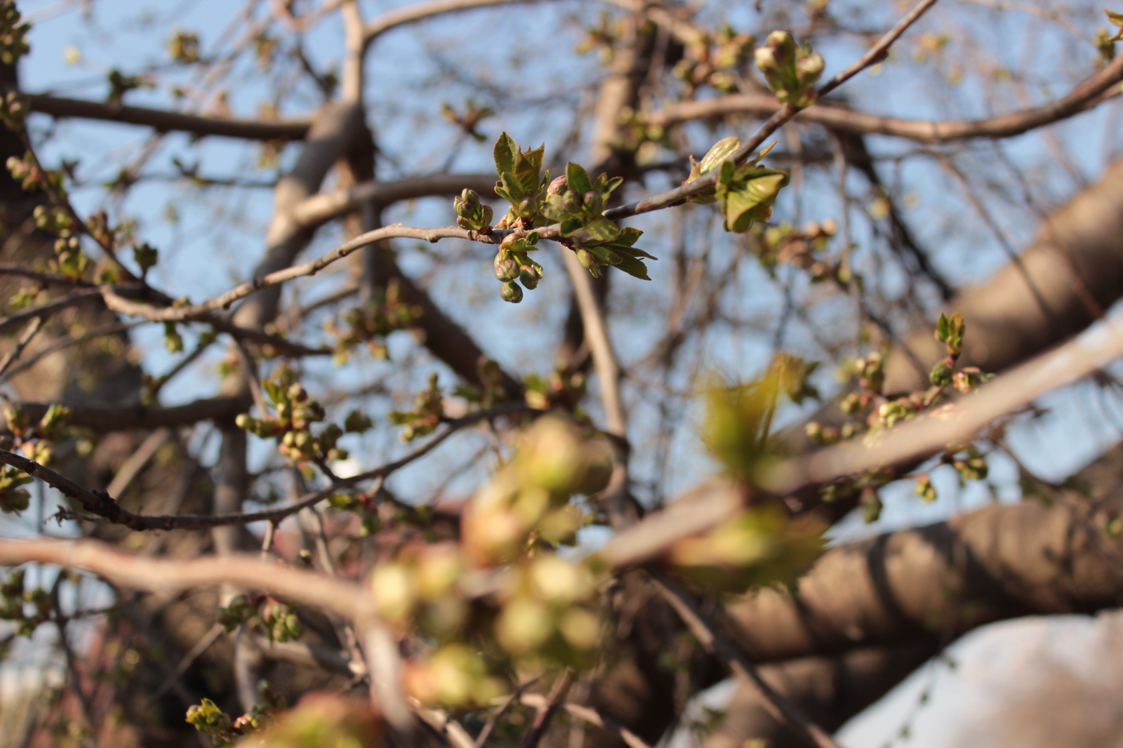 Spring - Spring, Tree, Flowers, My, Beginning photographer, Longpost